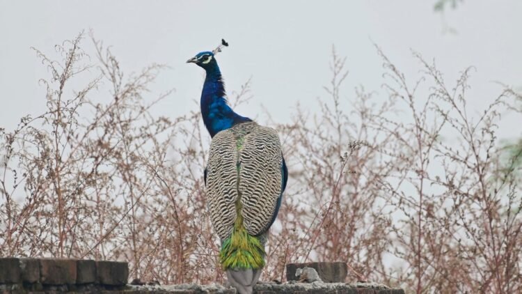 Bird Day in Delhi sees fewer sightings and locations