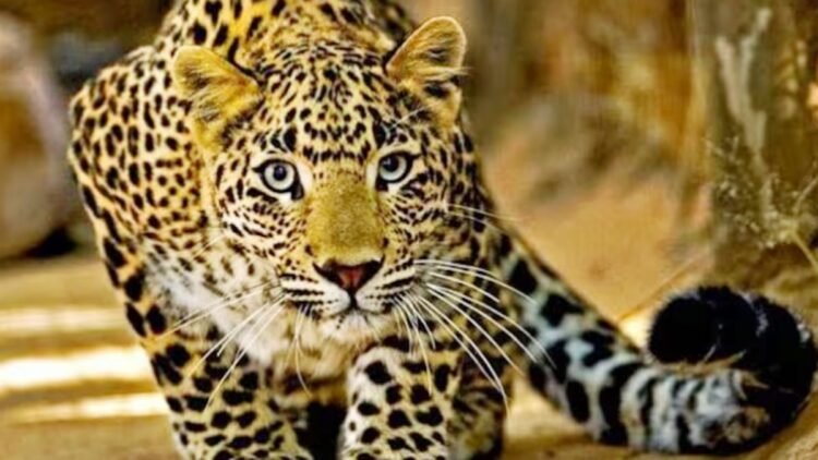 Uttarakhand 5 women injured due to leopard attack panic spread